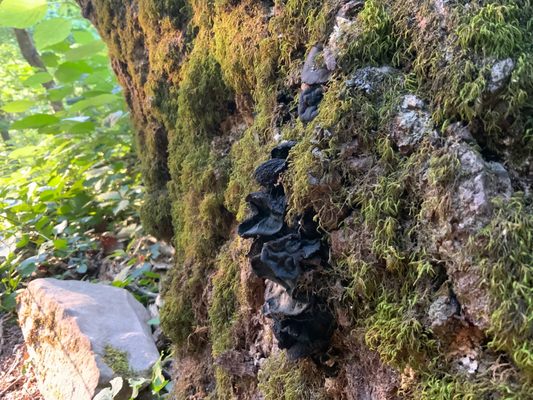 Signal Point Trail by null