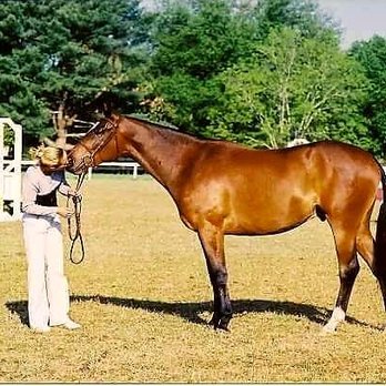 Twin Gates Farm - And me winning the 2yr old Hunter breeding in hand championship at same AA show with one of my babies I raised & trained. - Horseback Riding Near Me - Londonderry, New Hampshire