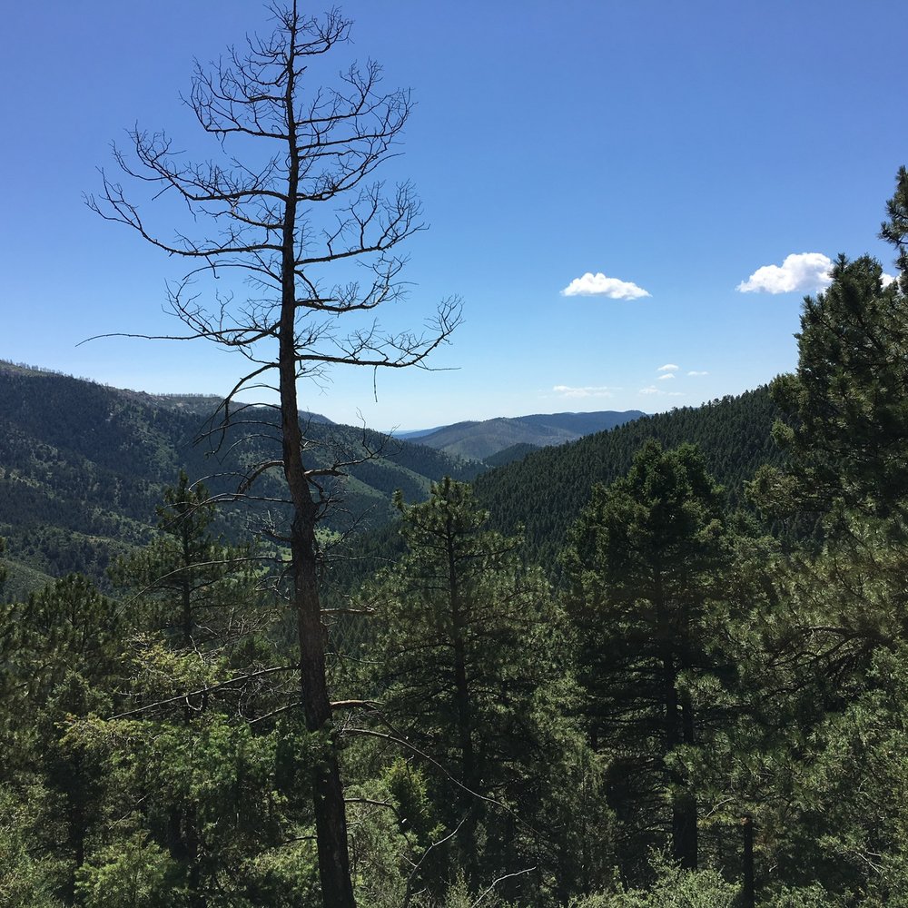 Reynolds Park Open Space - Under a mile in, view in the summer - Hiking Near Me - Conifer, Colorado