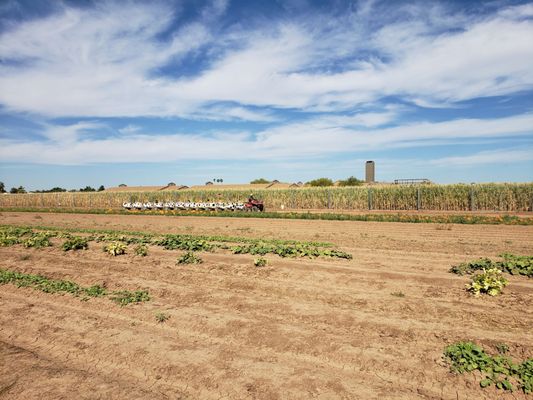 Tolmachoff Farms by null