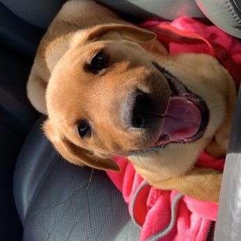 Westminster Veterinary Group - Scooby after the first ever vet visit! - Veterinarians Near Me - Westminster, California