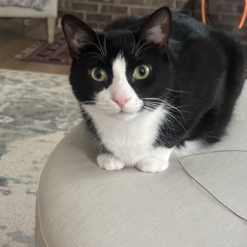 Naperville's Best Cat Sitting - Pet Sitting Near Me - Naperville, Illinois