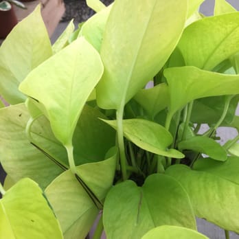 Rolling Greens - Nurseries & Gardening Near Me - Culver City, California Rolling Greens - Nurseries & Gardening Near Me - Culver City, California