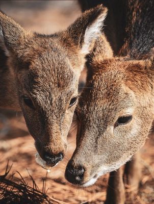Assateague Island National Seashore by null