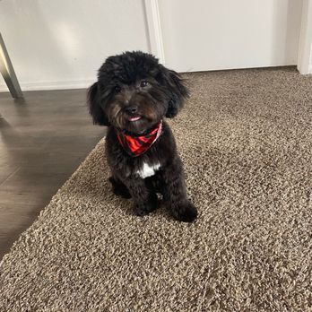 The Spaw - Pet Groomers Near Me - Tustin, California The Spaw - Pet Groomers Near Me - Tustin, California