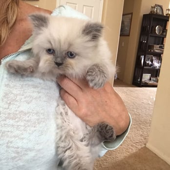 Muffhyms Maine Coon Cattery - Pet Breeders Near Me Muffhyms Maine Coon Cattery - Pet Breeders Near Me