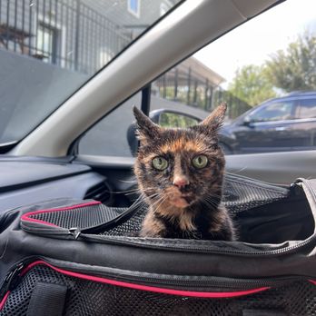 Harmony Animal Hospital - Picking her up from boarding.  They take really great care of her and send pictures while she is there. - Veterinarians Near Me - Apex, North Carolina