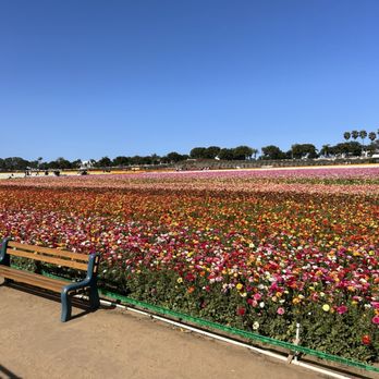 The Flower Fields - Venues & Event Spaces Near Me - Carlsbad, California