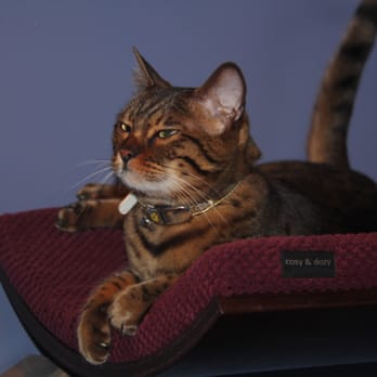 Kitty Chateau - Resting after some playtime... - Pet Boarding Near Me - San Francisco, California Kitty Chateau - Resting after some playtime... - Pet Boarding Near Me - San Francisco, California