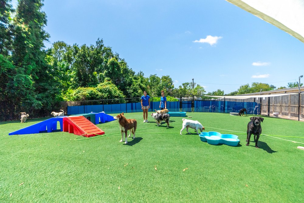 The Barkmore Resort - pet boarding facility in Land O Lakes, FL