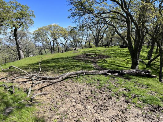 Briones Regional Park by null