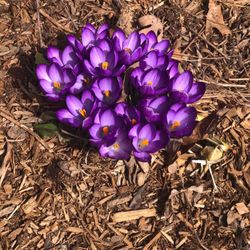 Vineyard Gardens Nursery - Spring Crocus popping out of Vineyard gardens display beds!