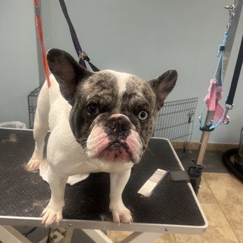 Puppy Spaw - Pet Groomers Near Me - Logan, Utah