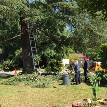 Joe's Tree Care - Tree Services Near Me