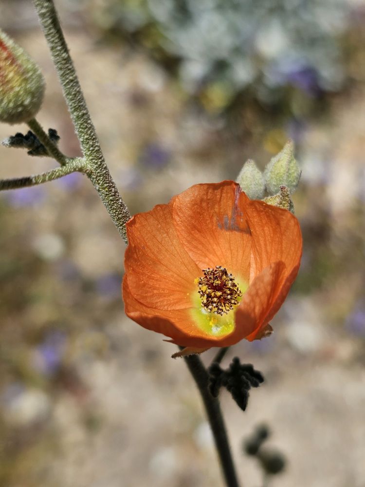 Oceanview Performance Horses Logo