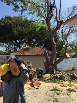 Tree and Stump Removal - If you have a hazardous tree on your lawn, the last thing you need is that tree falling and damaging your home. Our crew provides safe and efficient tree removal with the best equipment. We will remove your tree or stump, no matter how big or dangerous the job. We also offer stump grinding for that eyesore on your landscape. Call 866-487-3328 today for a free estimate. Tree and Stump Removal - If you have a hazardous tree on your lawn, the last thing you need is that tree falling and damaging your home. Our crew provides safe and efficient tree removal with the best equipment. We will remove your tree or stump, no matter how big or dangerous the job. We also offer stump grinding for that eyesore on your landscape. Call 866-487-3328 today for a free estimate.