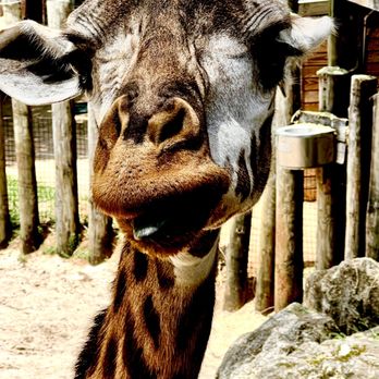 Brevard Zoo - A goofy Giraffe this zoo is so much fun! - Zoos Near Me - Melbourne, Florida Brevard Zoo - A goofy Giraffe this zoo is so much fun! - Zoos Near Me - Melbourne, Florida