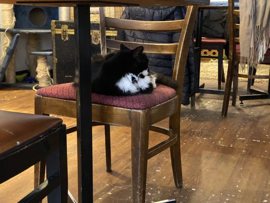 Happy Cat Cafe by null