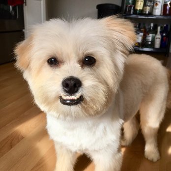Original Grooming - My pup Bear after his 1st grooming with Kumar. Cut inches off from a shaggy polar bear look to chic city pup - Pet Groomers Near Me - Fremont, California Original Grooming - My pup Bear after his 1st grooming with Kumar. Cut inches off from a shaggy polar bear look to chic city pup - Pet Groomers Near Me - Fremont, California