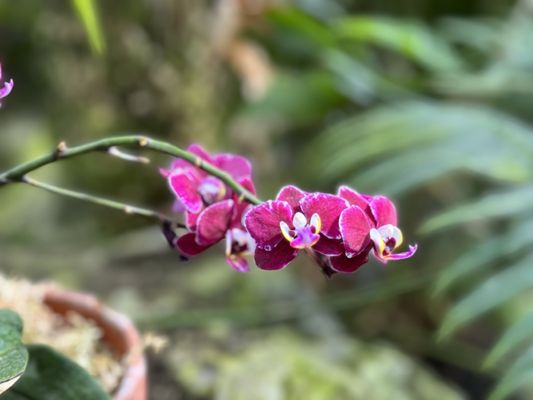 Muttart Conservatory by null