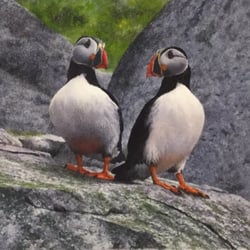 Southside Gallery - 'Two Puffins' by Brian Large. Original Watercolour £295.00