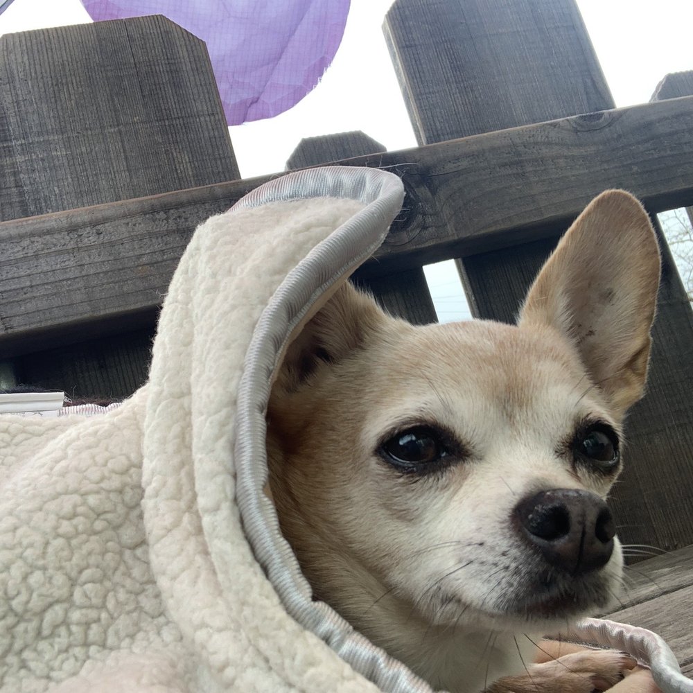 Bee Hunter Wine - Daisy enjoying her tasting experience. - Wine Tasting Room Near Me - Boonville, California Bee Hunter Wine - Daisy enjoying her tasting experience. - Wine Tasting Room Near Me - Boonville, California
