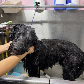 Namast'ay Dog Spa - Pet Groomers Near Me - Belmont , California