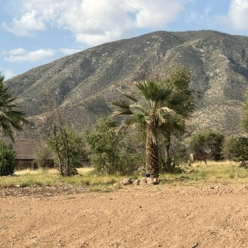 Moon Valley Nurseries - Beautiful palm trees in our property from Moon Valley nurseries. - Nurseries & Gardening Near Me - Marana, Arizona Moon Valley Nurseries - Beautiful palm trees in our property from Moon Valley nurseries. - Nurseries & Gardening Near Me - Marana, Arizona