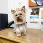 Photo of Bowser's Natural Pet Grooming