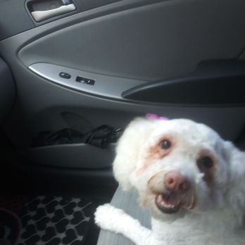 Julian's Pet Grooming - Rosie - Pet Sitting Near Me - El Paso, Texas Julian's Pet Grooming - Rosie - Pet Sitting Near Me - El Paso, Texas