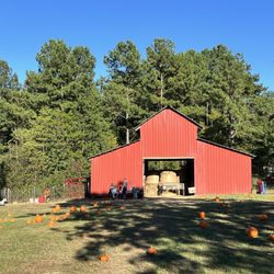 Midland Farms - Walking up to animal area- behold the pumpkins!