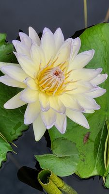 Ashikaga Flower Park by null