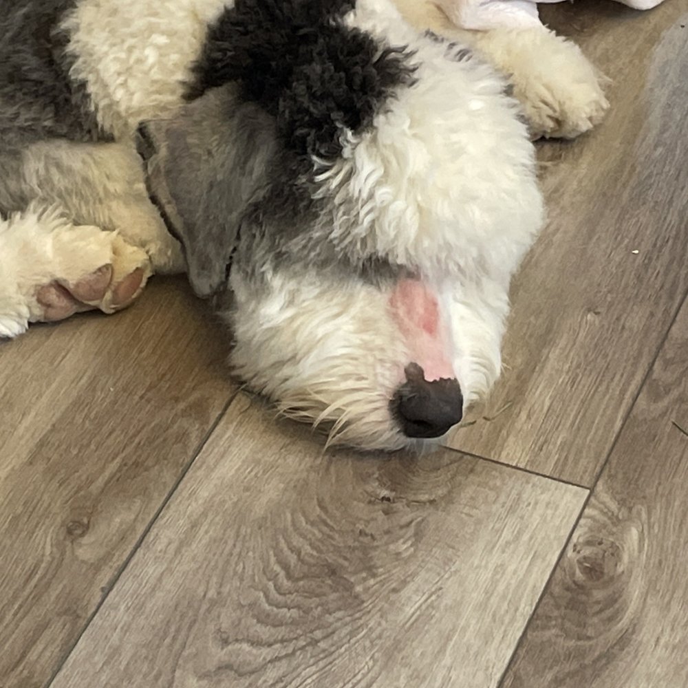 PetSmart - They cut my babies nose - Pet Stores Near Me - Puyallup, Washington PetSmart - They cut my babies nose - Pet Stores Near Me - Puyallup, Washington