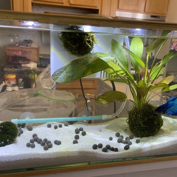 Petco - White sand - easier to clean off top layer of dirt! ~ $9 bag of sand. $3 bubble stick, $3 tubing!, - Pet Stores Near Me - Alameda, California Petco - White sand - easier to clean off top layer of dirt! ~ $9 bag of sand. $3 bubble stick, $3 tubing!, - Pet Stores Near Me - Alameda, California
