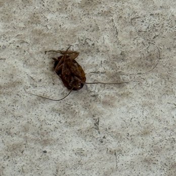 The Hungry Hollow - Second cockroach in the bathroom - Breakfast & Brunch Near Me - Carmichael, California The Hungry Hollow - Second cockroach in the bathroom - Breakfast & Brunch Near Me - Carmichael, California
