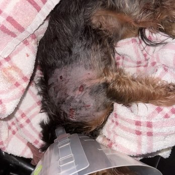 Exotic Paws - Attack by another dog - Pet Boarding Near Me Exotic Paws - Attack by another dog - Pet Boarding Near Me