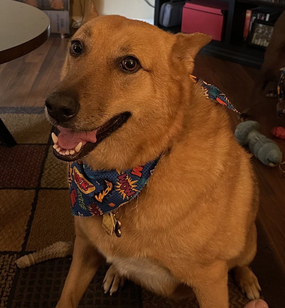 NIKKI’S PAW SPAW MOBILE GROOMING Updated September 2024 18 Photos Manteca, California