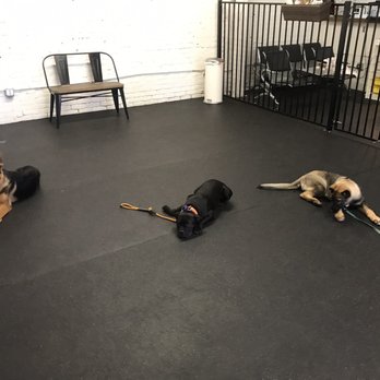 K9 Logic Dog Training - Learning down-stays with other pups! - Pet Training Near Me - Glendale, California