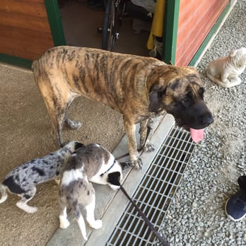Capell Creek Ranch and Kennels - Pet Training Near Me