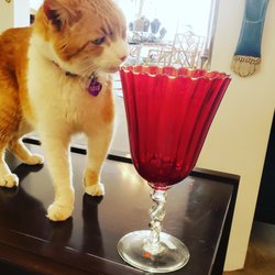 Bon Vivant - Store cat Harley inspecting a vintage red Italian glass goblet.  All glass is inspected for quality.