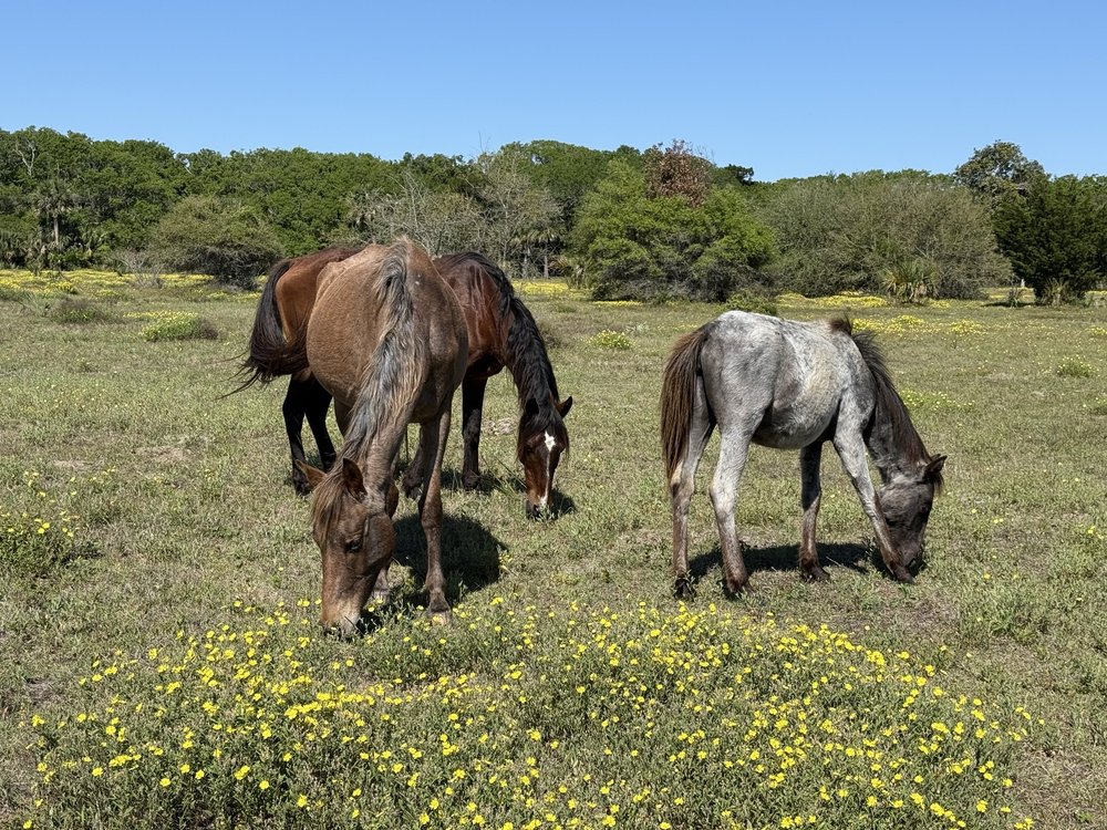 Cumberland Island National Park Image
