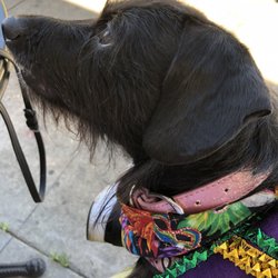 So Much Attention Pet Services