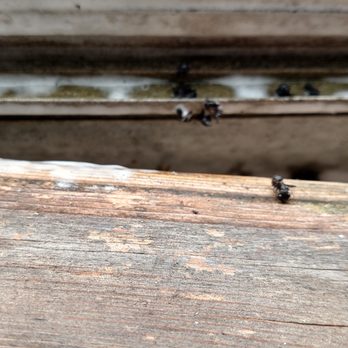 Ecoliving Pest Solutions - Carpenter ants. Let me correct that... Dead carpenter ants. - Pest Control Near Me - Muncie, Indiana Ecoliving Pest Solutions - Carpenter ants. Let me correct that... Dead carpenter ants. - Pest Control Near Me - Muncie, Indiana