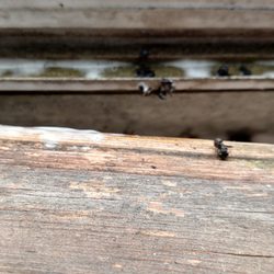 Ecoliving Pest Solutions - Carpenter ants. Let me correct that... Dead carpenter ants.