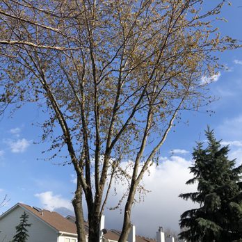 Tree Concepts - Tree Services Near Me