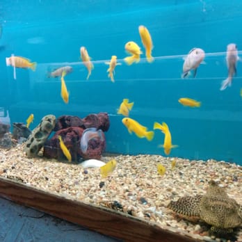 Foothill Aquatic & Pets - Cichlids,Cichlids and more Cichlids - Pet Stores Near Me - La Verne, California
