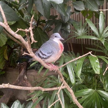National Aviary - Dove - Zoos Near Me - Pittsburgh, Pennsylvania National Aviary - Dove - Zoos Near Me - Pittsburgh, Pennsylvania