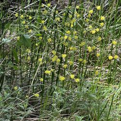 Los Penasquitos Ranch House - Beautiful yellow flowers from April showers