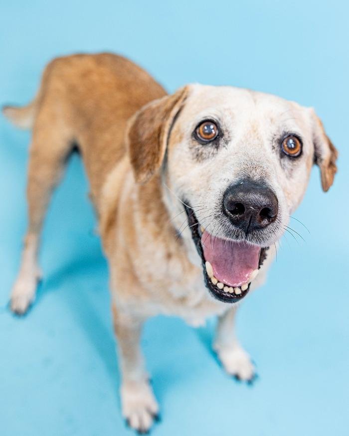 Humane Society Of Greater Miami Image