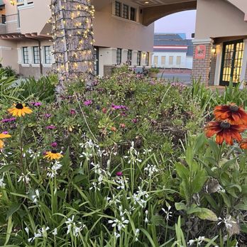 Toscana - Wild flowers on outdoor patio - Pizza Near Me - Solvang, California